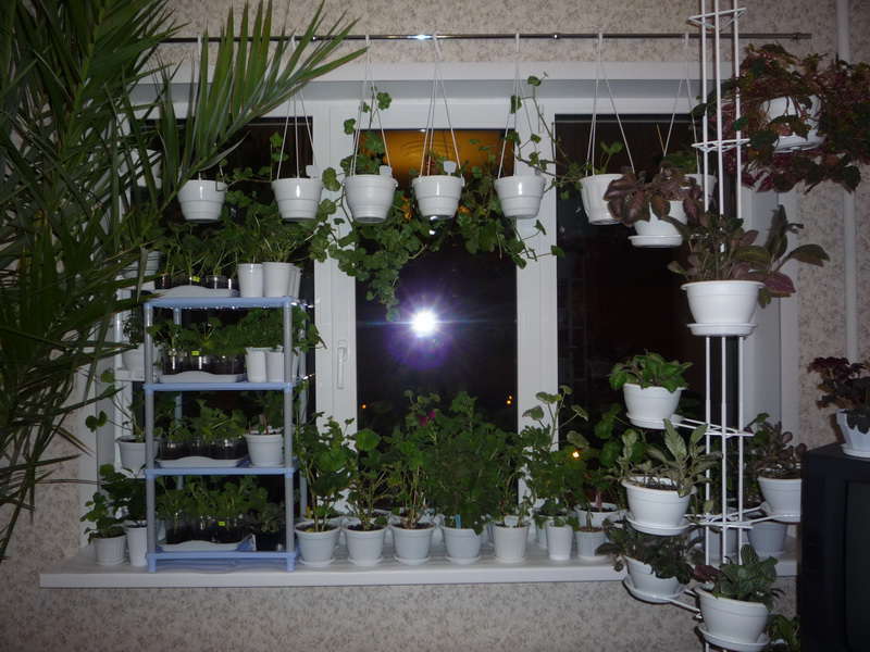 rebord de fenêtre avec des plantes
