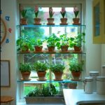 Nous plaçons beaucoup de plantes d'intérieur dans une fenêtre