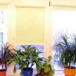 Plantes d'intérieur sur un rebord de fenêtre en plastique