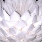lotus de photo de conception de serviettes