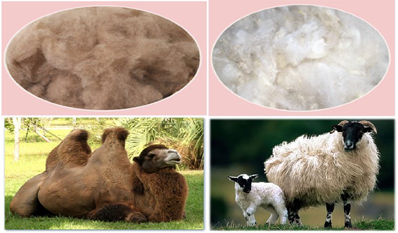 laine de chameau et de mouton